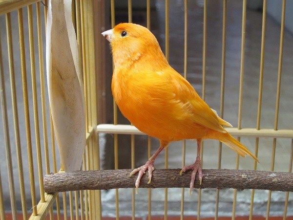 кенар