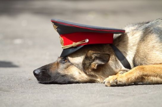 поисковая собака