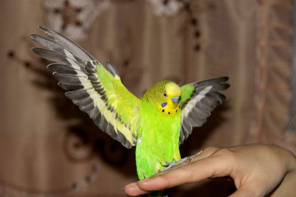 волнистые попугайчики